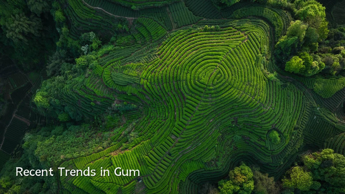 Recent Trends in Gum